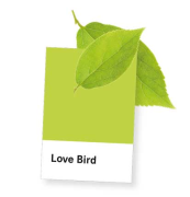 Love Bird
