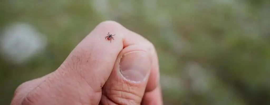Das Bild zeigt eine Hand, auf der eine Zecke sitzt.